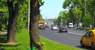 Посадка деревьев и кустарников в Лесне — стоимость от 1247 руб.